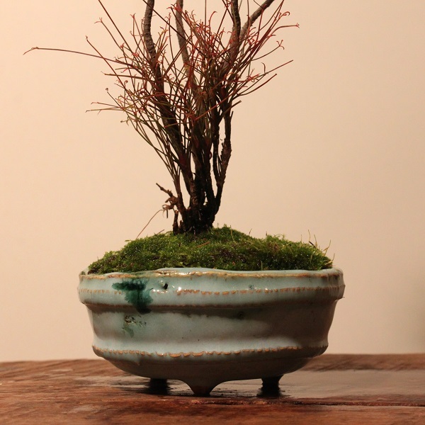 古典園芸植物 錦糸南天 玉鶴 盆栽と山野草の植物店 八百日 ヤオカプランツ